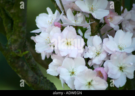 Japanische Kirsche - Prunus serrulata Stockfoto