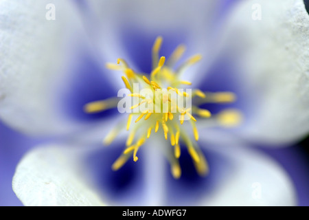 Aquilegia "Märchen himmelblau" Flowerhead detail Stockfoto