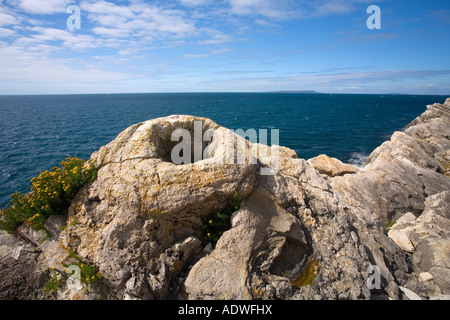 Versteinerte versteinerten Fossilien Wald in der Nähe von Lulworth Cove Jurassic Coast World Heritage Site an sonnigen Sommertag Dorset England UK Stockfoto