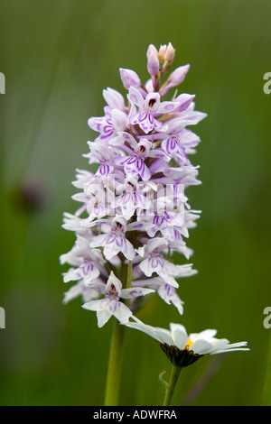 Dactylorhiza Fuchsii. Gemeinsame gefleckte Orchidee in der englischen Landschaft Stockfoto