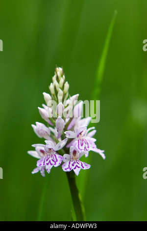 Dactylorhiza Fuchsii. Gemeinsame gefleckte Orchidee in der englischen Landschaft Stockfoto