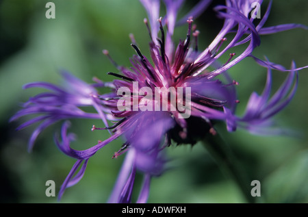 Perenial Kornblume Centaurea Montana Nahaufnahme von blauen Blüten Stockfoto