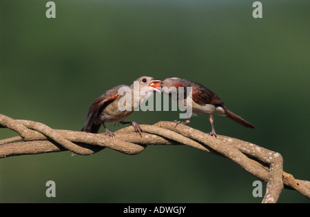 Nördlichen Kardinal Cardinalis Cardinalis weibliche Fütterung junger Lake Corpus Christi Texas USA Mai 2003 Stockfoto