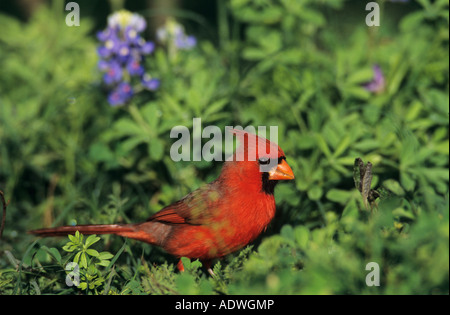 Nördlichen Kardinal Cardinalis Cardinalis männlichen Willacy County Rio Grande Valley Texas USA März 2004 Stockfoto