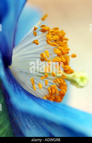 Meconopsis X sheldonii Lingholm. Blauer Himalaya-Mohn Stamen detail Stockfoto