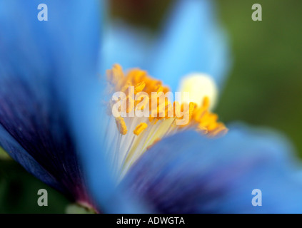 Meconopsis X sheldonii Lingholm. Blauer Himalaya-Mohn Stamen detail Stockfoto