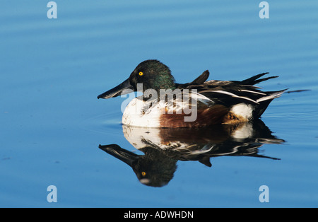 Nördlichen Löffelente Anas Clypeata männlichen Port Aransas Texas USA Februar 2003 Stockfoto