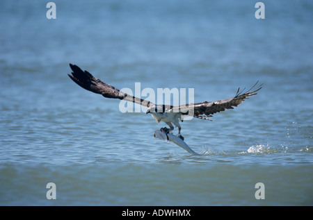 Fischadler Pandion Haliaetus Erwachsenen im Flug fangen Fische Sanibel Island Florida USA Dezember 1998 Stockfoto