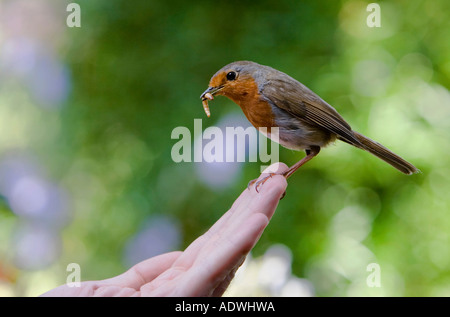 Robin sitzt auf einem mans Fingerspitzen mit einem Mehlwurm im Schnabel Stockfoto