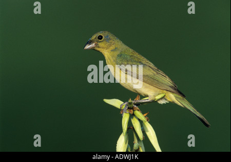 Painted Bunting Passerina Ciris unreifen Mann auf blühenden Soaptree Yucca Yucca Elata Lake Corpus Christi Texas USA Stockfoto