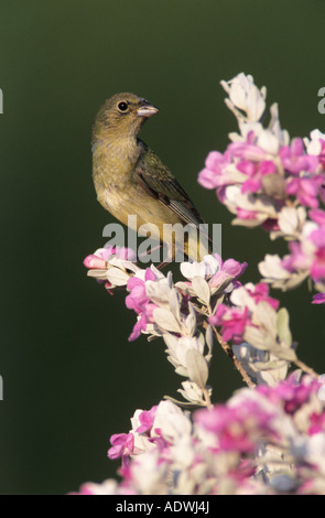 Painted Bunting Passerina Ciris junges Männchen auf blühende Salbei Leucophyllum Texas Frutescens Lake Corpus Christi Texas USA Stockfoto