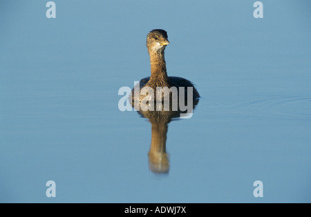 Pied – abgerechnet Grebe Podilymbus Podiceps Erwachsenen Winterkleid Port Aransas Texas USA Dezember 2003 Stockfoto