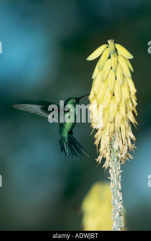 Puerto Rican Emerald Hummingbird Chlorostilbon Maugaeus Erwachsene ernähren sich von Agave blühen Bosque Estatal de Guanica Puerto Rico USA Stockfoto