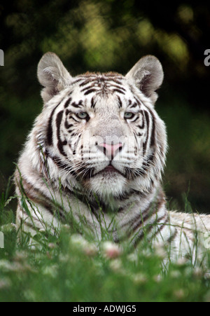 Captive weiße Tiger sitzen in den Rasen in einem Safari-Park. West Midland Safaripark, Bewdley, Worcestershire, England Stockfoto