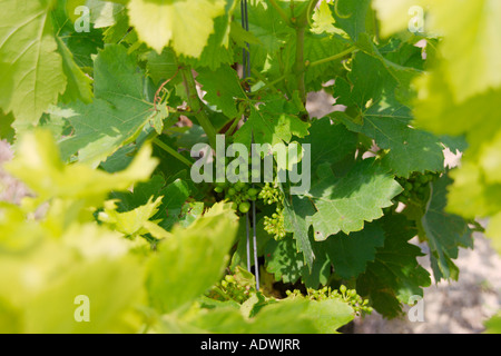 Junge Trauben am Weinstock in der Region Languedoc-Roussillon im Süden Frankreichs Stockfoto