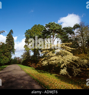 UK-Wales Cardiff Bäume im Bute Park Arboretum Stockfoto