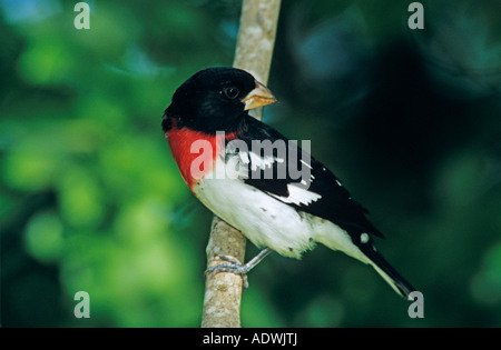 Rose – Breasted Kernbeißer Pheucticus sich männliche South Padre Island, Texas USA Mai 2005 Stockfoto