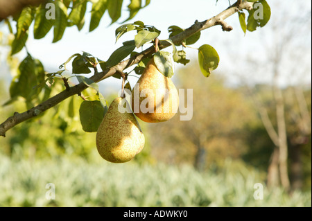 Birnen Reifen auf dem Baum Stockfoto