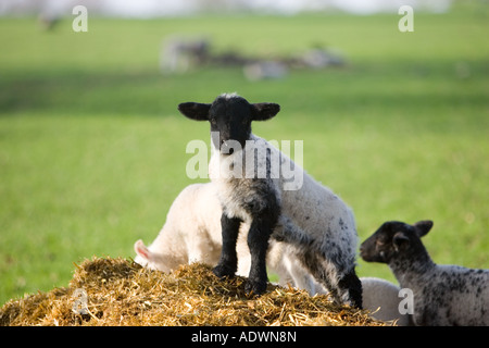 Lamm in Stanway Gloucestershire Vereinigtes Königreich Stockfoto