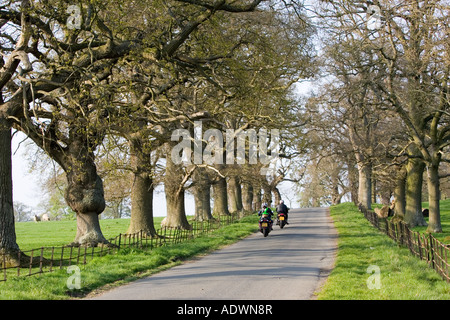 Motorradfahrer auf Baum gesäumt Land Straße Stanway Gloucestershire Vereinigtes Königreich Stockfoto