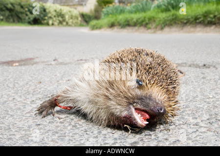 Tote Igel auf Landstraße Swinbrook Oxfordshire Vereinigtes Königreich Stockfoto