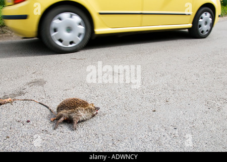 Auto fährt vorbei an Toten Igel auf Landstraße Swinbrook Oxfordshire Vereinigtes Königreich Stockfoto