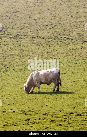 Bull zufrieden Weiden Gloucestershire The Cotswolds-England-Großbritannien Stockfoto