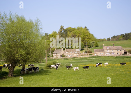 Vieh Swinbrook Oxfordshire The Cotswolds England United Kingdom Stockfoto