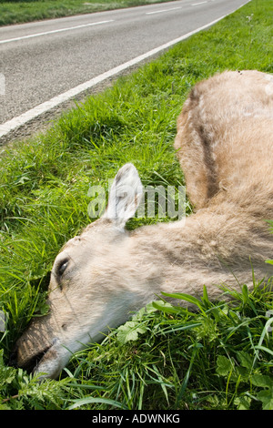 Totes Reh von Landstraße Charlbury Oxfordshire Vereinigtes Königreich Stockfoto