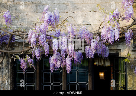 Glyzinien oberhalb der Lorbeerbaum Hotelfenster Burford The Cotswolds Vereinigtes Königreich Stockfoto