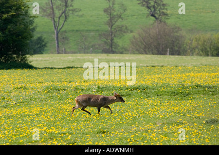 Wilde Muntjac Rotwild auf einer Wiese Charlbury-Oxfordshire-England-Großbritannien Stockfoto