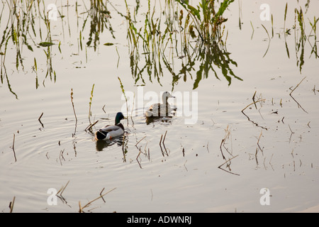 Enten im überfluteten Wiese Oxfordshire The Cotswolds Vereinigtes Königreich Stockfoto