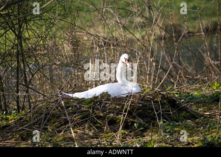 Weibliche Höckerschwan auf nest Donnington Gloucestershire Vereinigtes Königreich Stockfoto