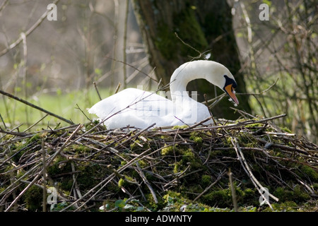 Weibliche Höckerschwan auf nest Donnington Gloucestershire Vereinigtes Königreich Stockfoto