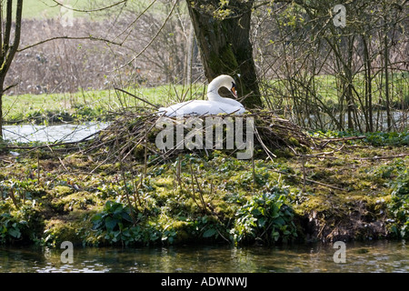 Weibliche Höckerschwan auf Nest Donnington Gloucestershire The Cotswolds England United Kingdom Stockfoto