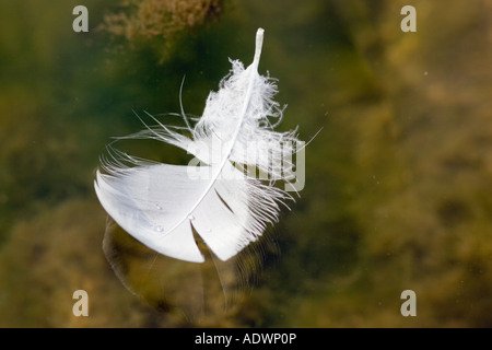 Swan Feder schwimmt auf Wasser Donnington Gloucestershire Vereinigtes Königreich Stockfoto