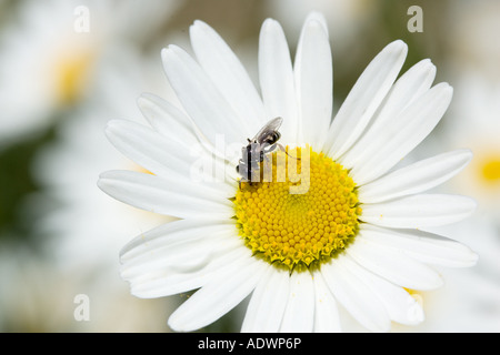 Schwebfliege auf Daisy Oxfordshire-England-Großbritannien Stockfoto