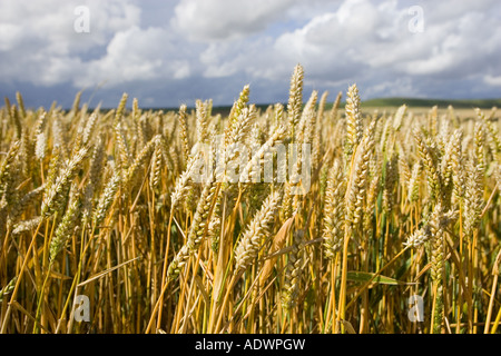 Weizenfeld in Marlborough Downs Wiltshire England Vereinigtes Königreich Stockfoto