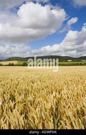 Weizenfeld in Marlborough Downs Wiltshire England Vereinigtes Königreich Stockfoto