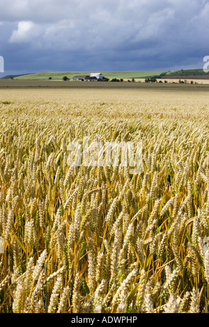 Weizenfeld in Marlborough Downs Wiltshire England Vereinigtes Königreich Stockfoto