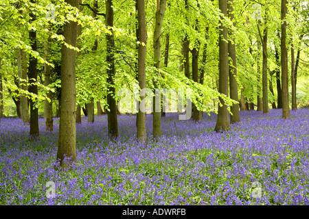 Glockenblumen in Buche Holz Ringshall Herts England Stockfoto