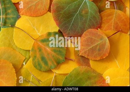 Gefallene herbstliche Aspen verlässt Colorado U S A Stockfoto