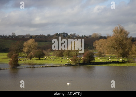 Swan und Schafe teilen überflutet Wasser Wiese in Windrush Tal The Cotswolds UK Stockfoto