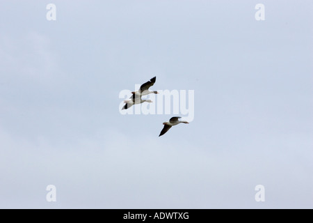 Pink-Footed Gänse Überwinterung in der Nähe von Holkham North Norfolk Küste East Anglia Ostengland migrieren Stockfoto