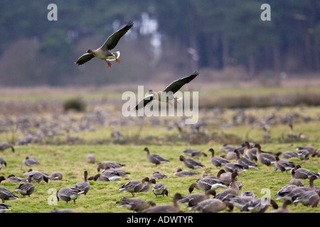 Pink-Footed Gänse Überwinterung auf Marschland an Holkham North Norfolk Küste East Anglia Ostengland migrieren Stockfoto