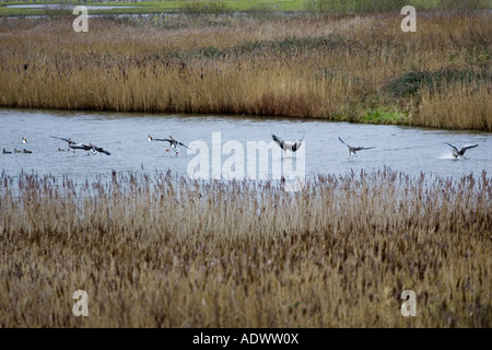 Pink-Footed Gänse Überwinterung in der Nähe von Holkham North Norfolk Küste East Anglia Ostengland migrieren Stockfoto