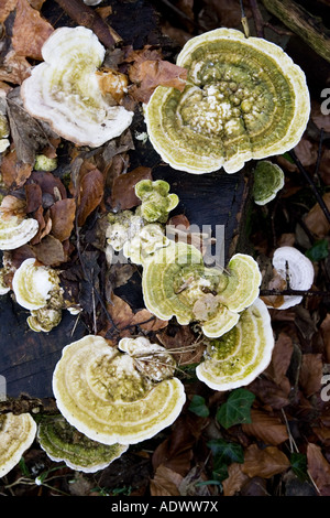 Holz Pilz wächst auf Baumstumpf in Oxfordshire-England-Großbritannien Stockfoto