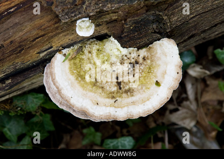 Holz Pilz wächst auf Baumstumpf in Oxfordshire-England-Großbritannien Stockfoto