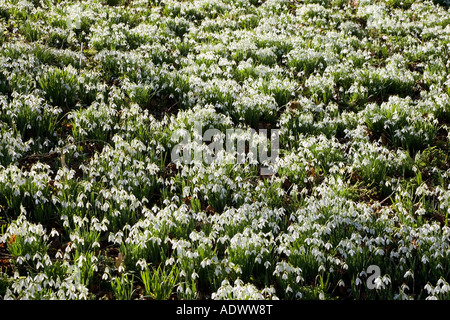 Schneeglöckchen in Oxfordshire Wald England United Kingdom Stockfoto
