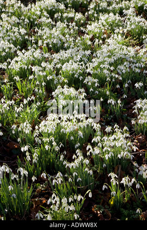 Schneeglöckchen in Oxfordshire Wald England United Kingdom Stockfoto